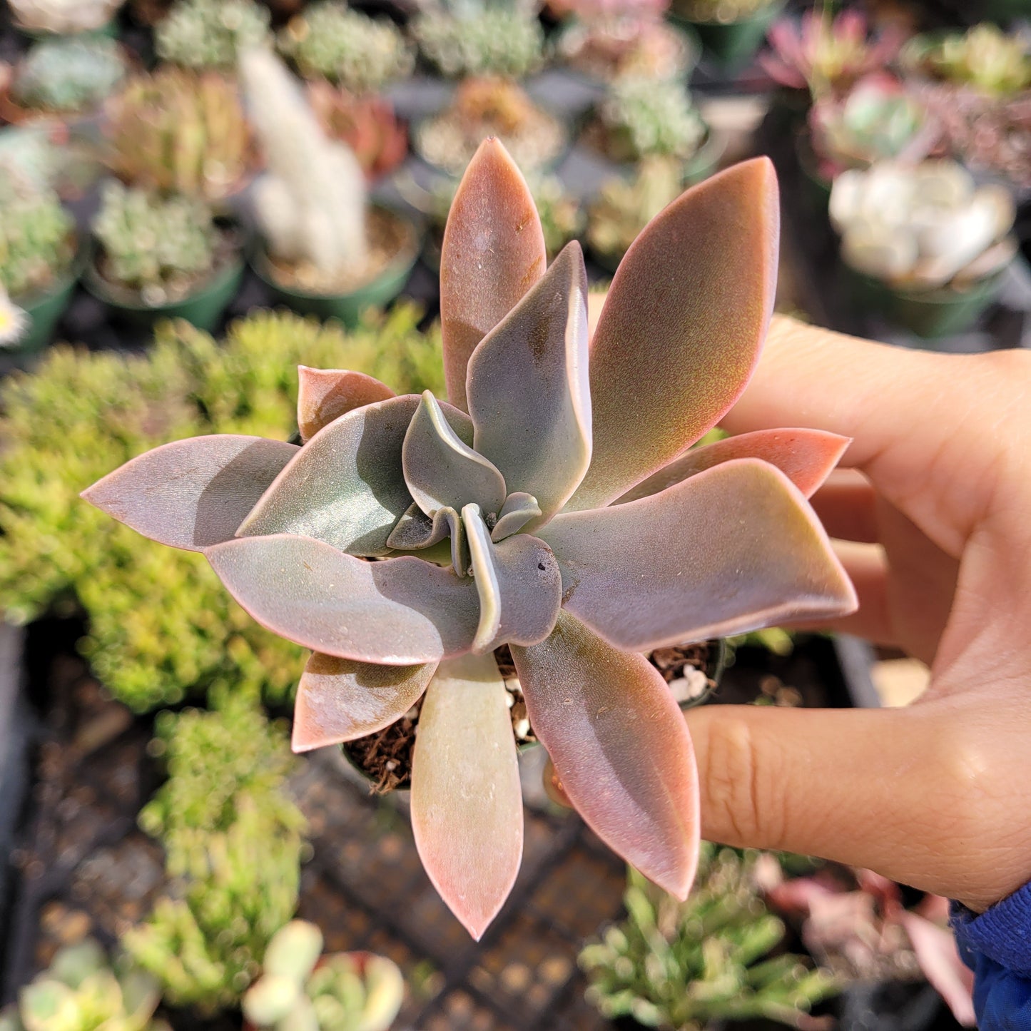 Graptoveria 'Fred Ives'
