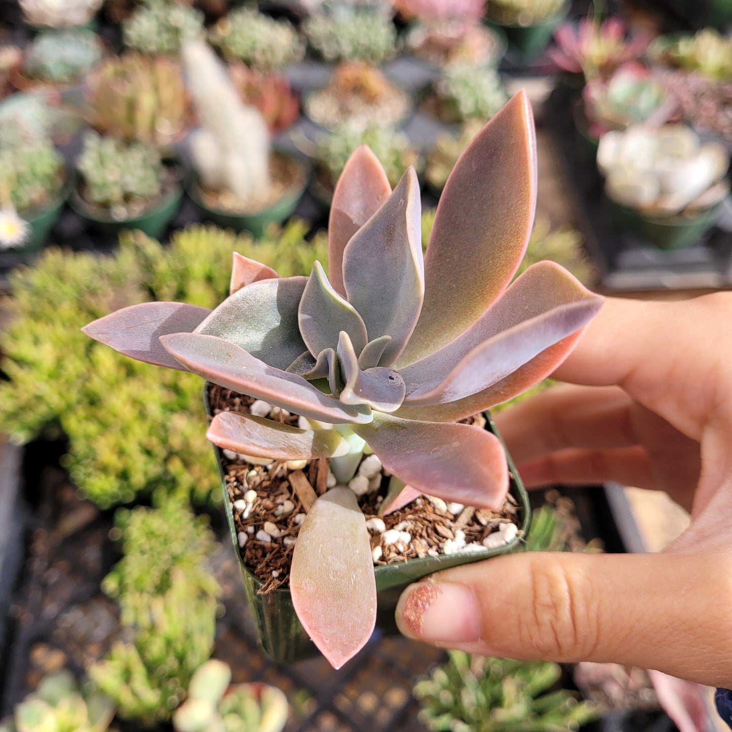 Graptoveria 'Fred Ives'
