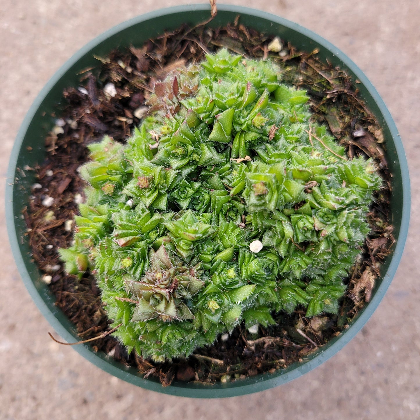 Crassula socialis