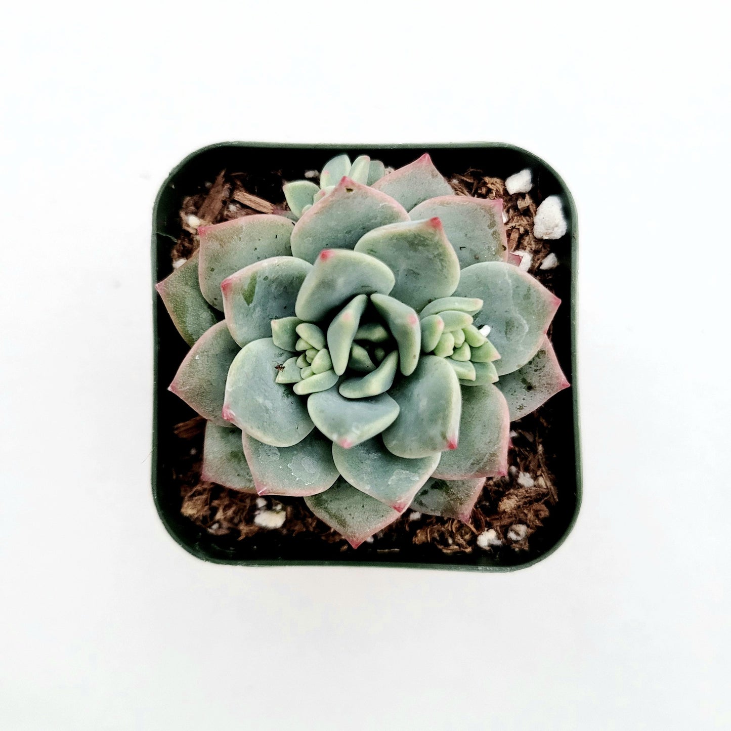 Sedeveria 'Blue Elf' Hybrid