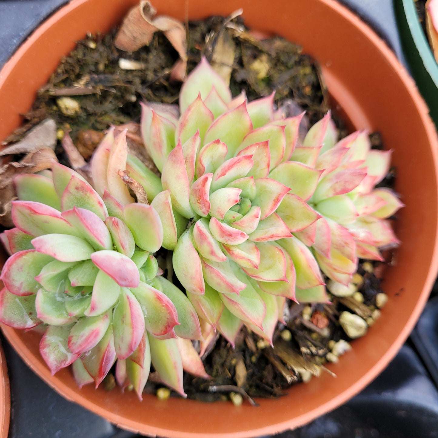 Echeveria mebina