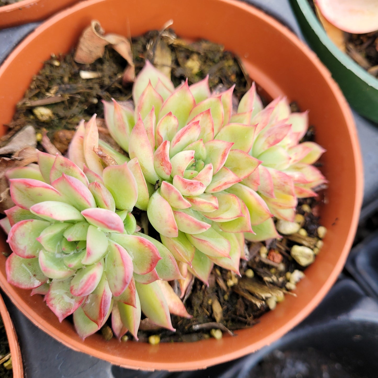 Echeveria mebina