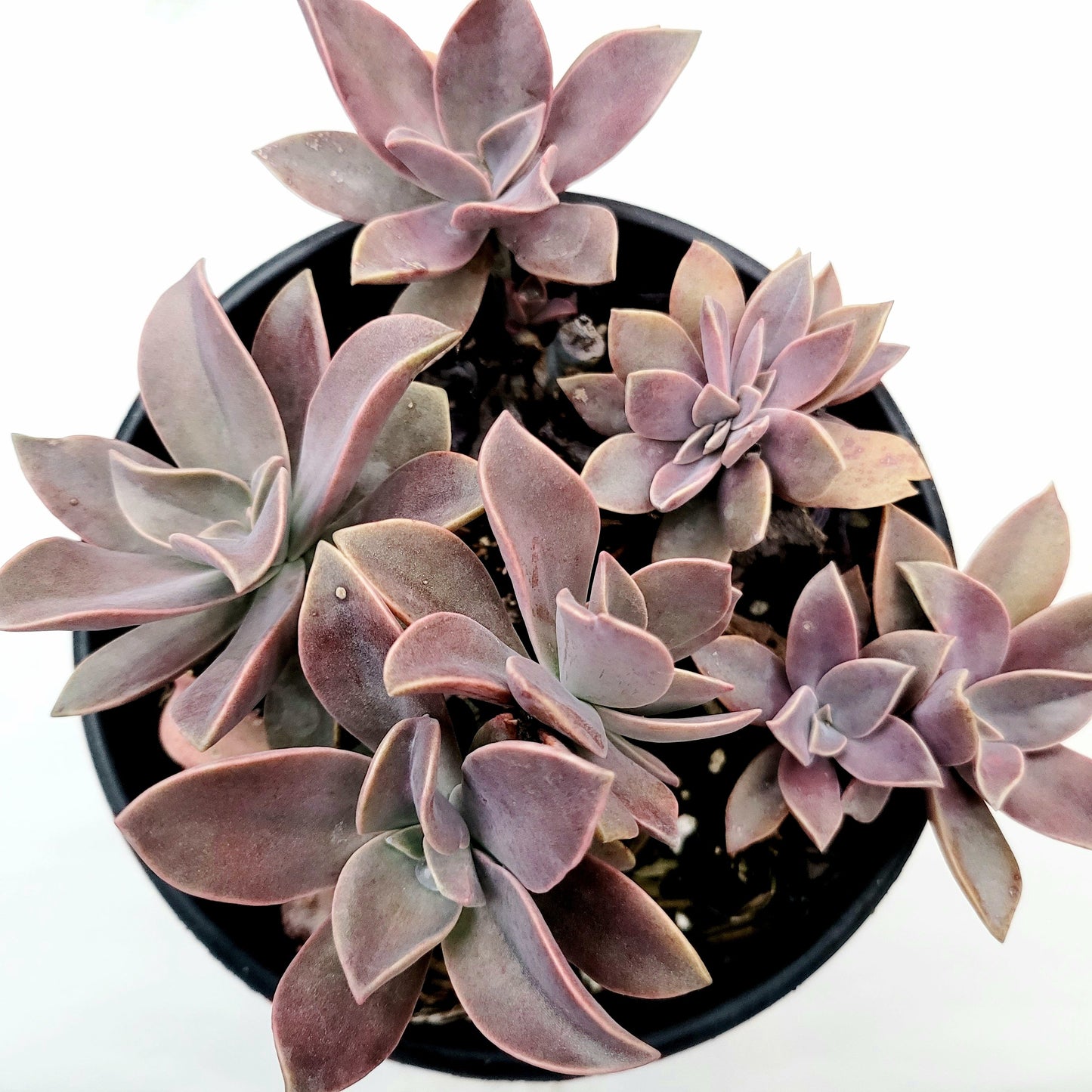 Graptoveria 'Fred Ives'