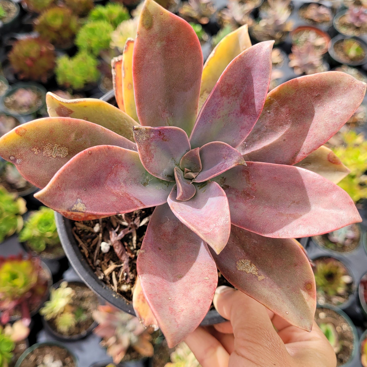 Graptoveria 'Fred Ives'
