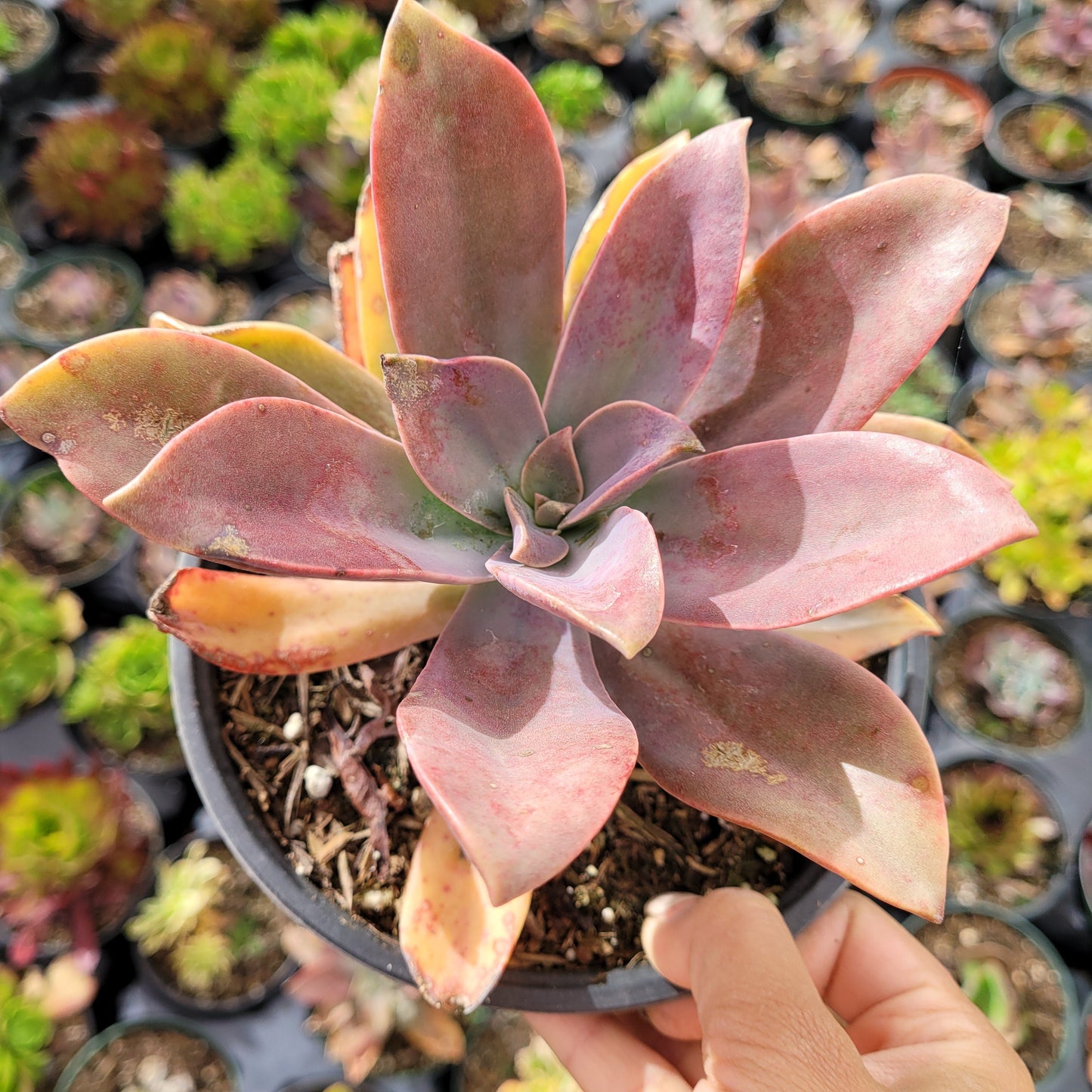 Graptoveria 'Fred Ives'