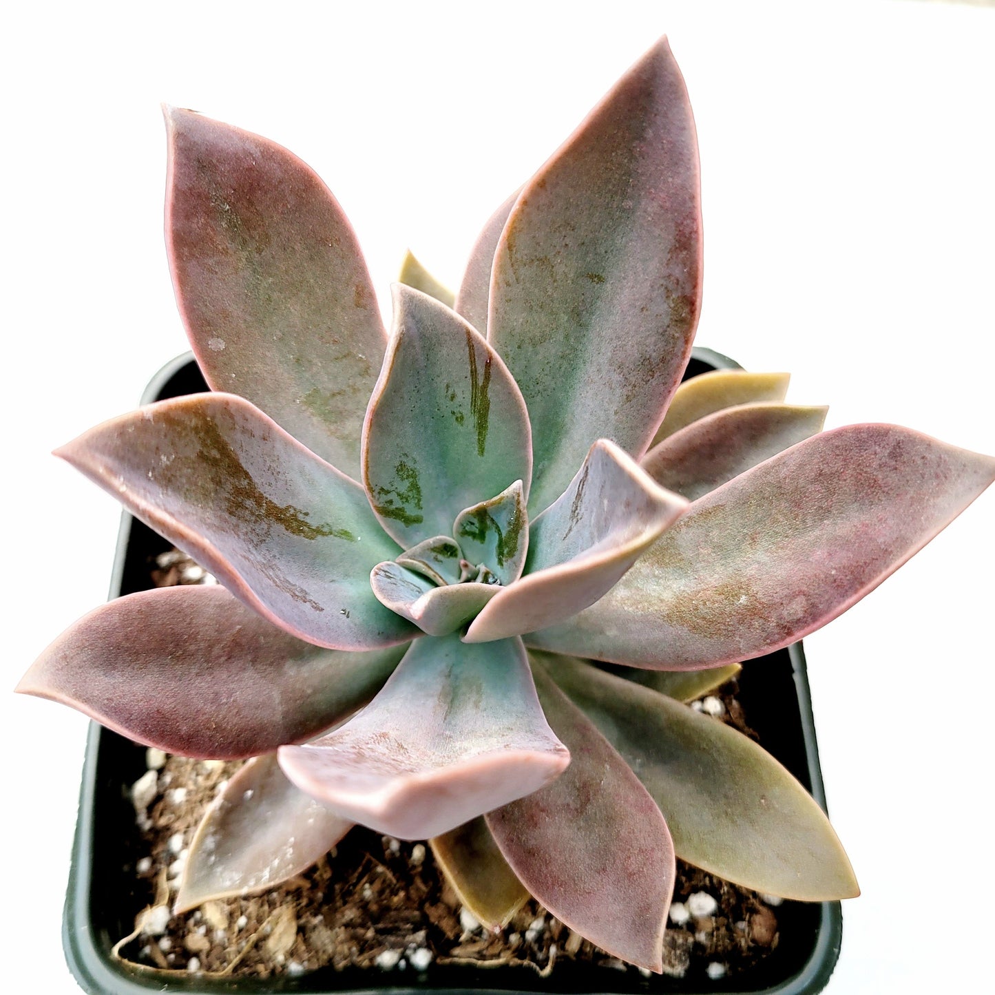 Graptoveria 'Fred Ives'