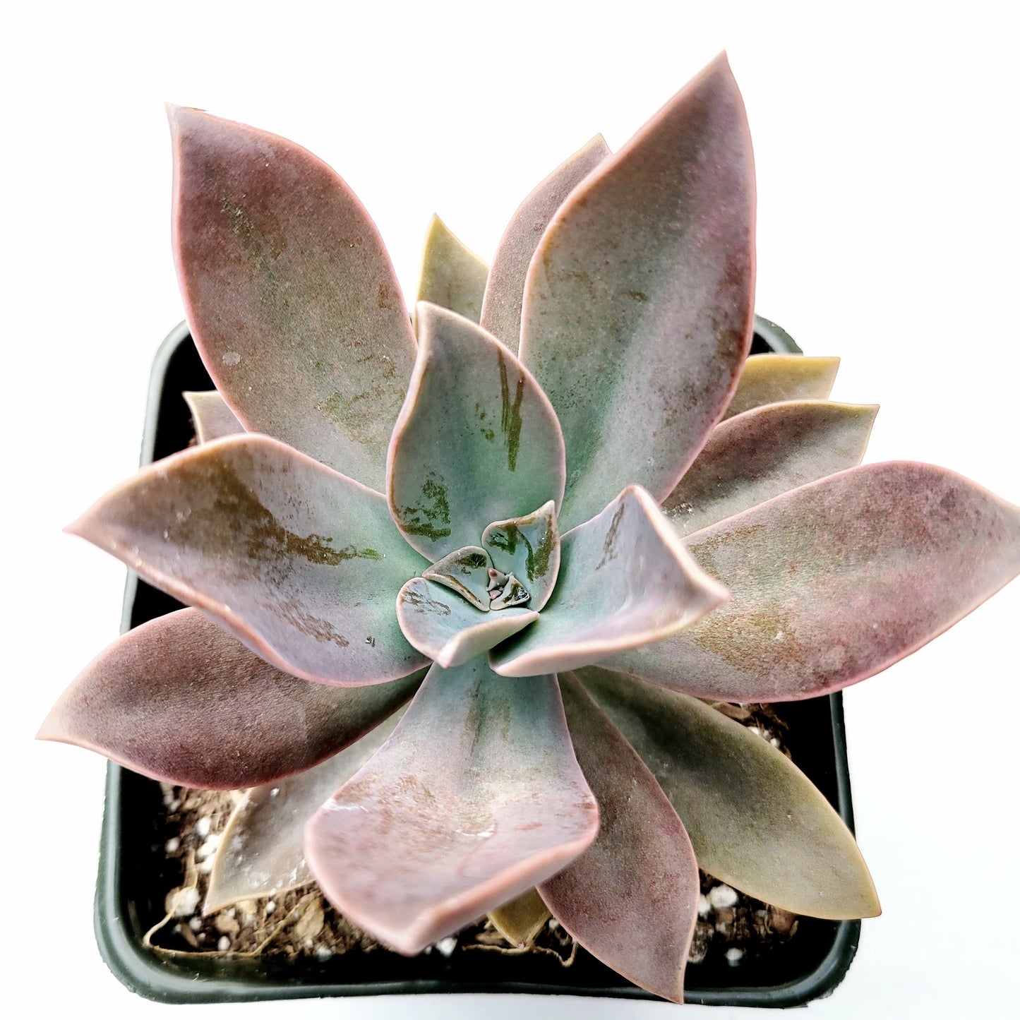 Graptoveria 'Fred Ives'