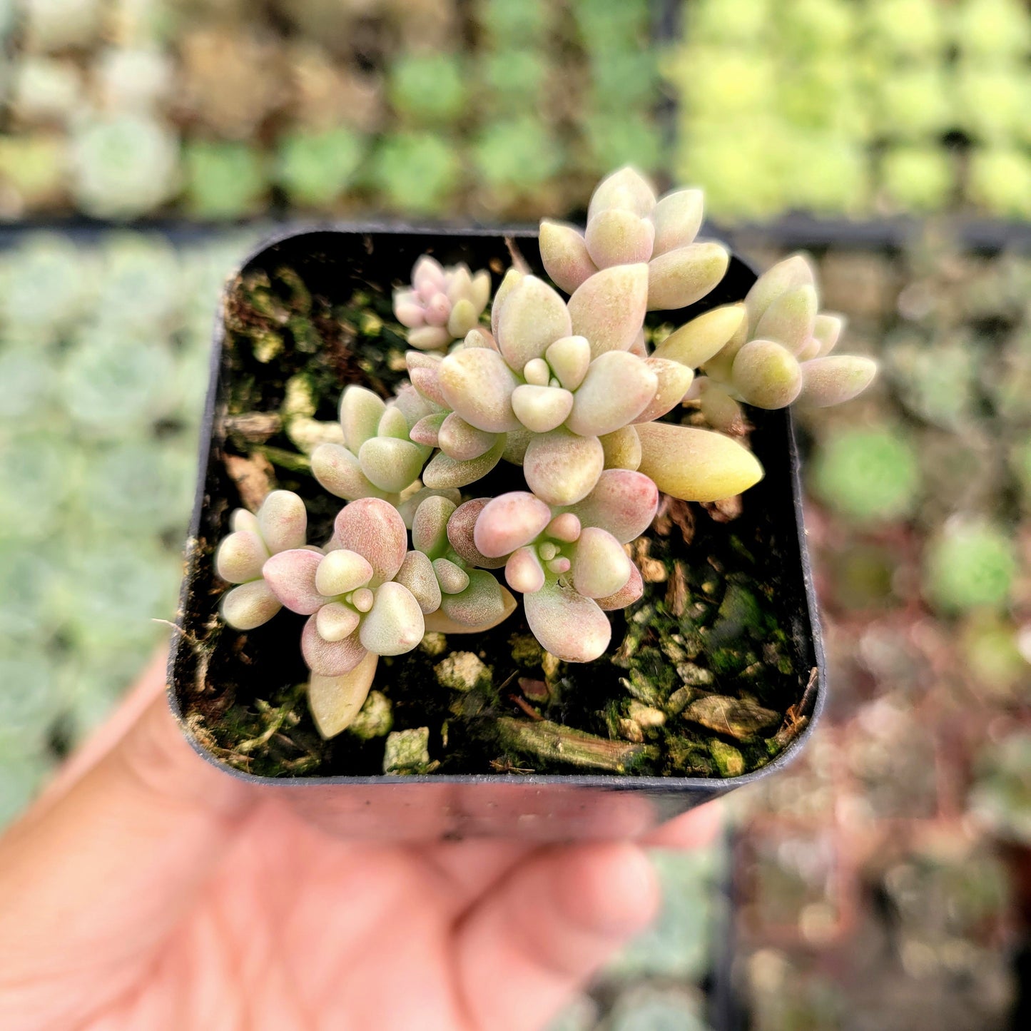 Graptoveria 'Mirinae' Fragile