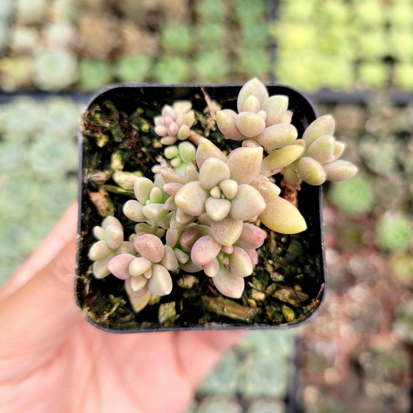 Graptoveria 'Mirinae' Fragile