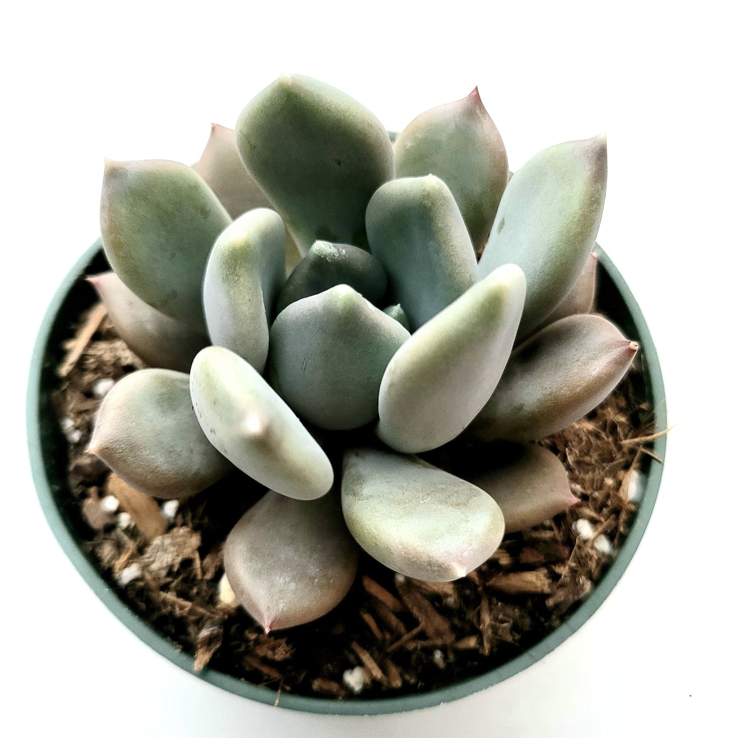 Pachyveria 'Draco'