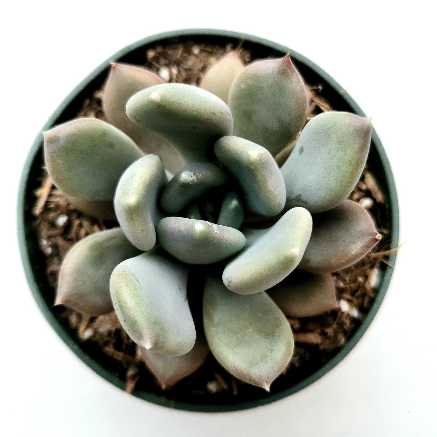 Pachyveria 'Draco'