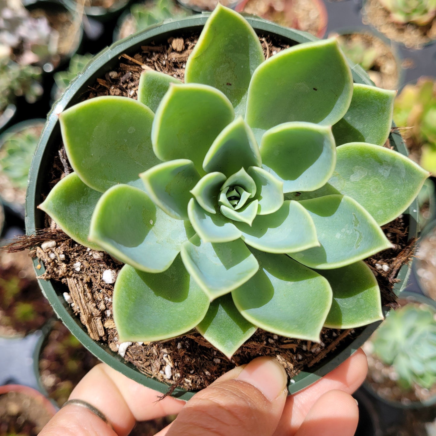 Echeveria 'Pansy'