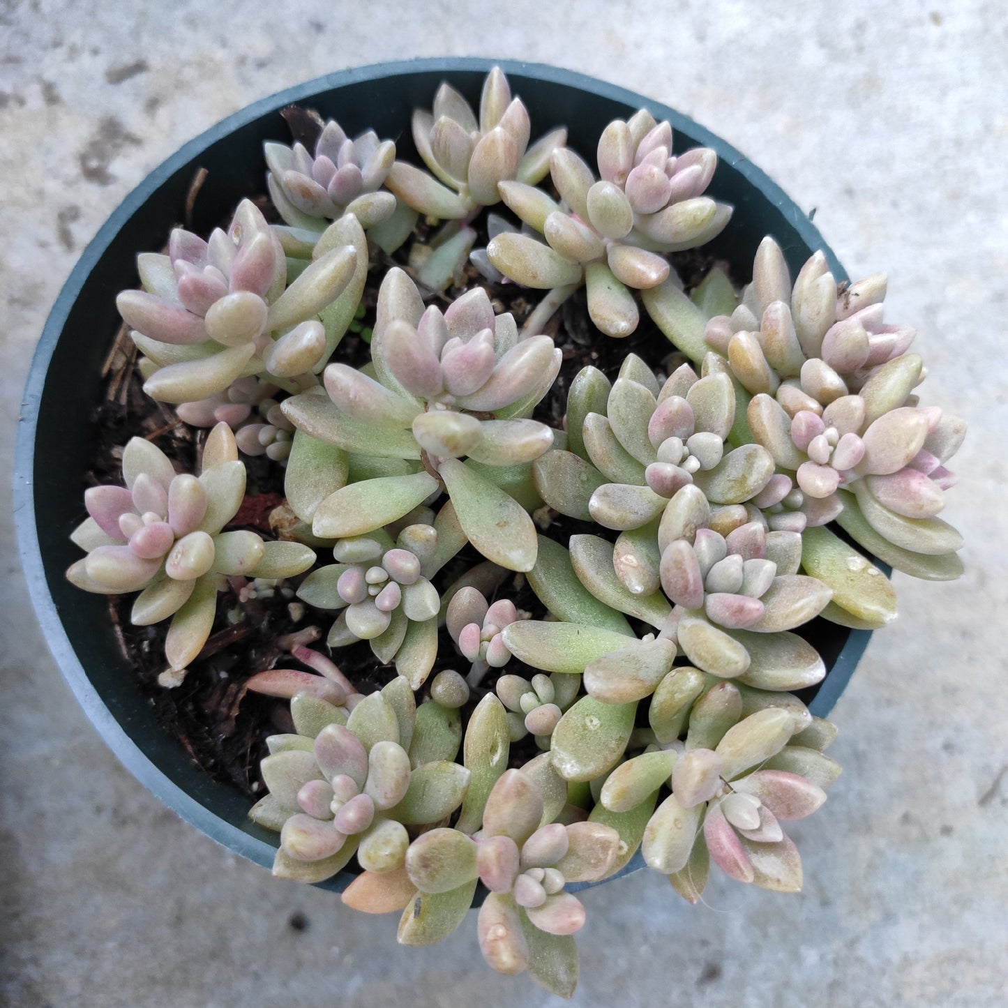 Graptoveria 'Mirinae' Fragile
