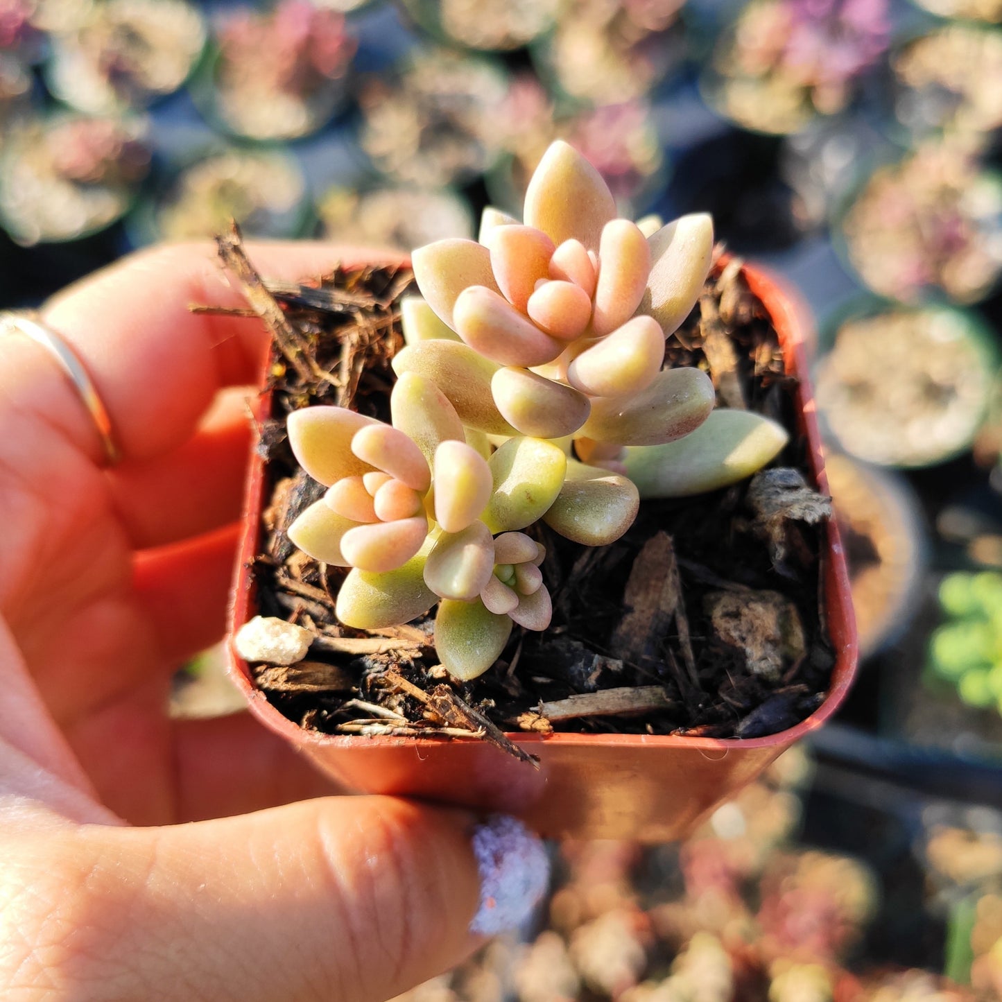 Graptoveria 'Mirinae' Fragile