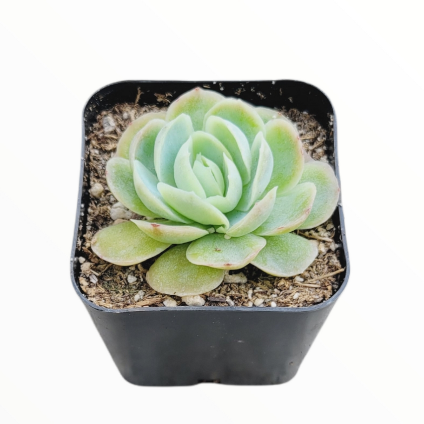 Echeveria elegans