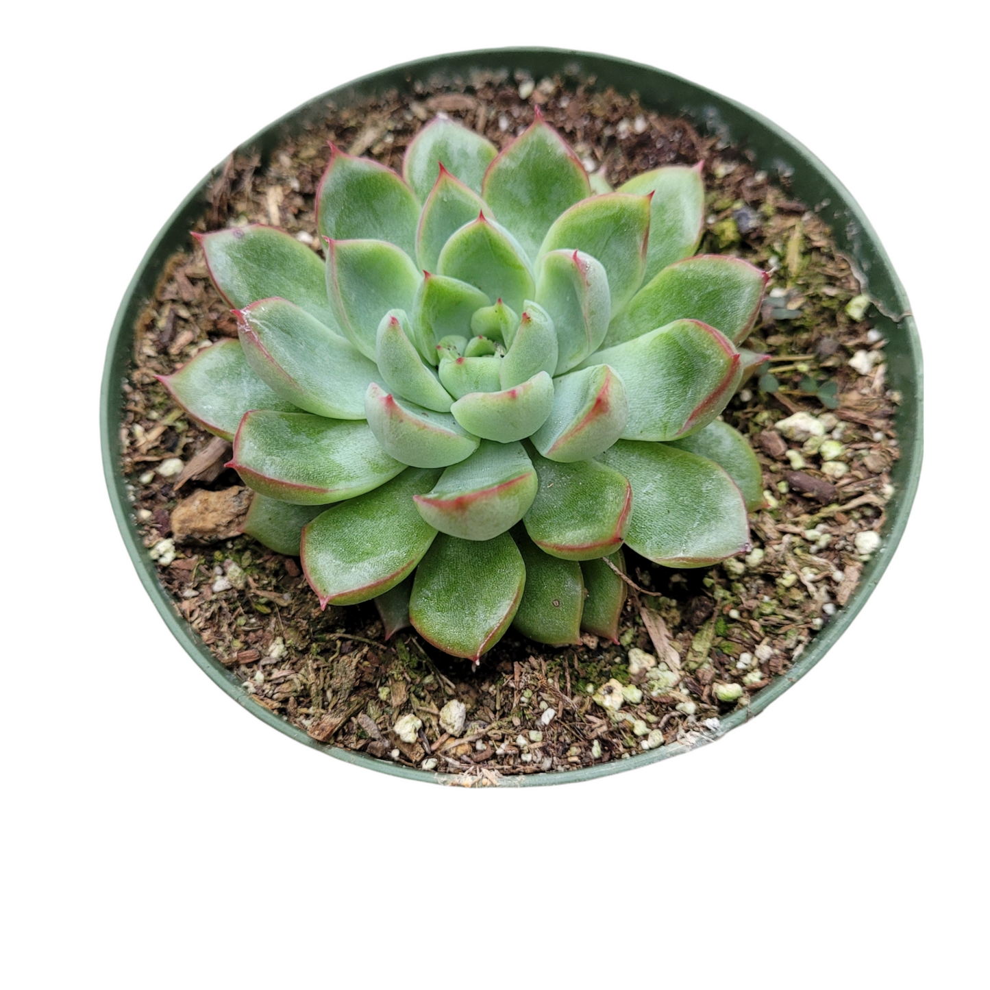Echeveria mebina