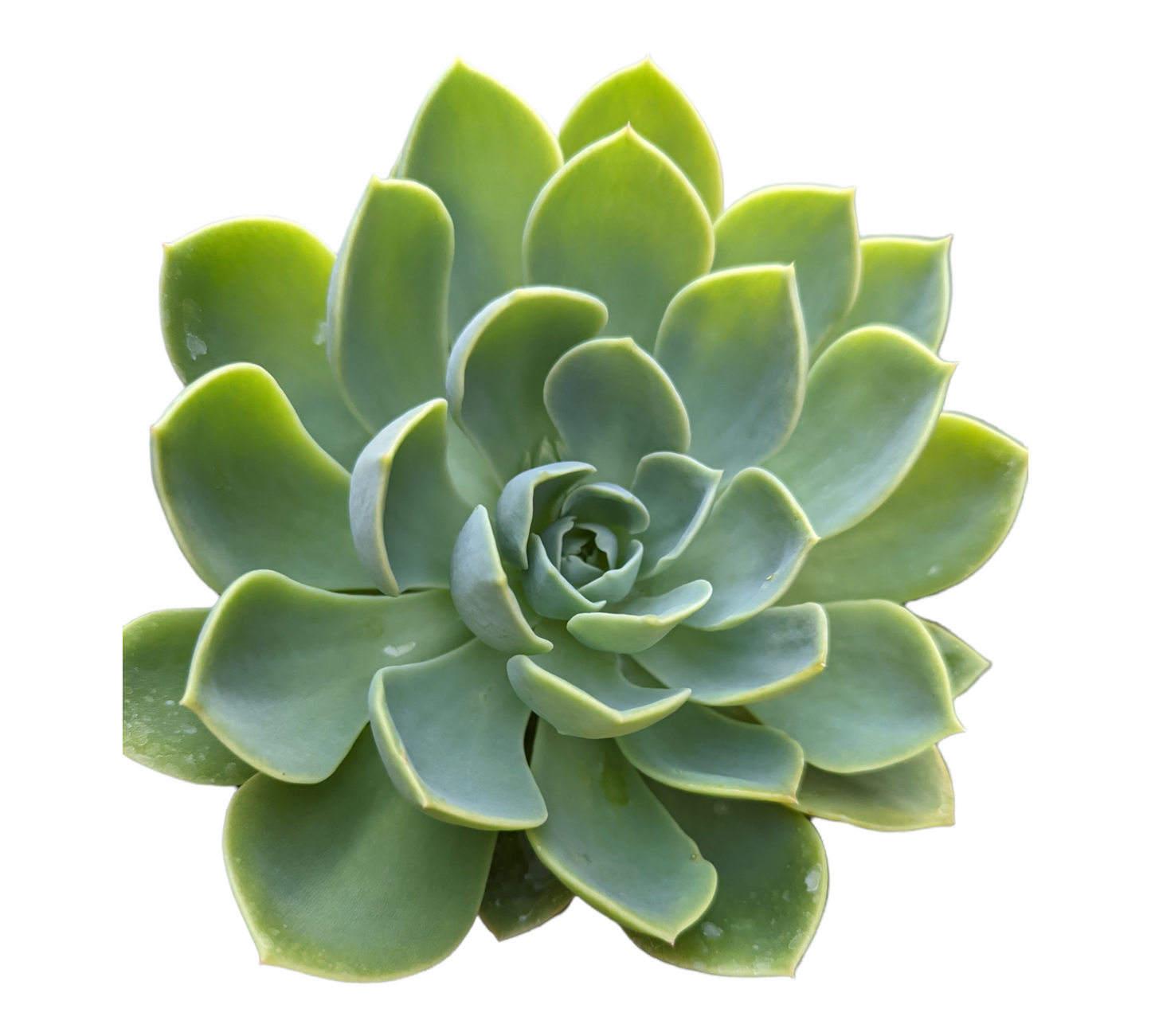 Echeveria 'Pansy'
