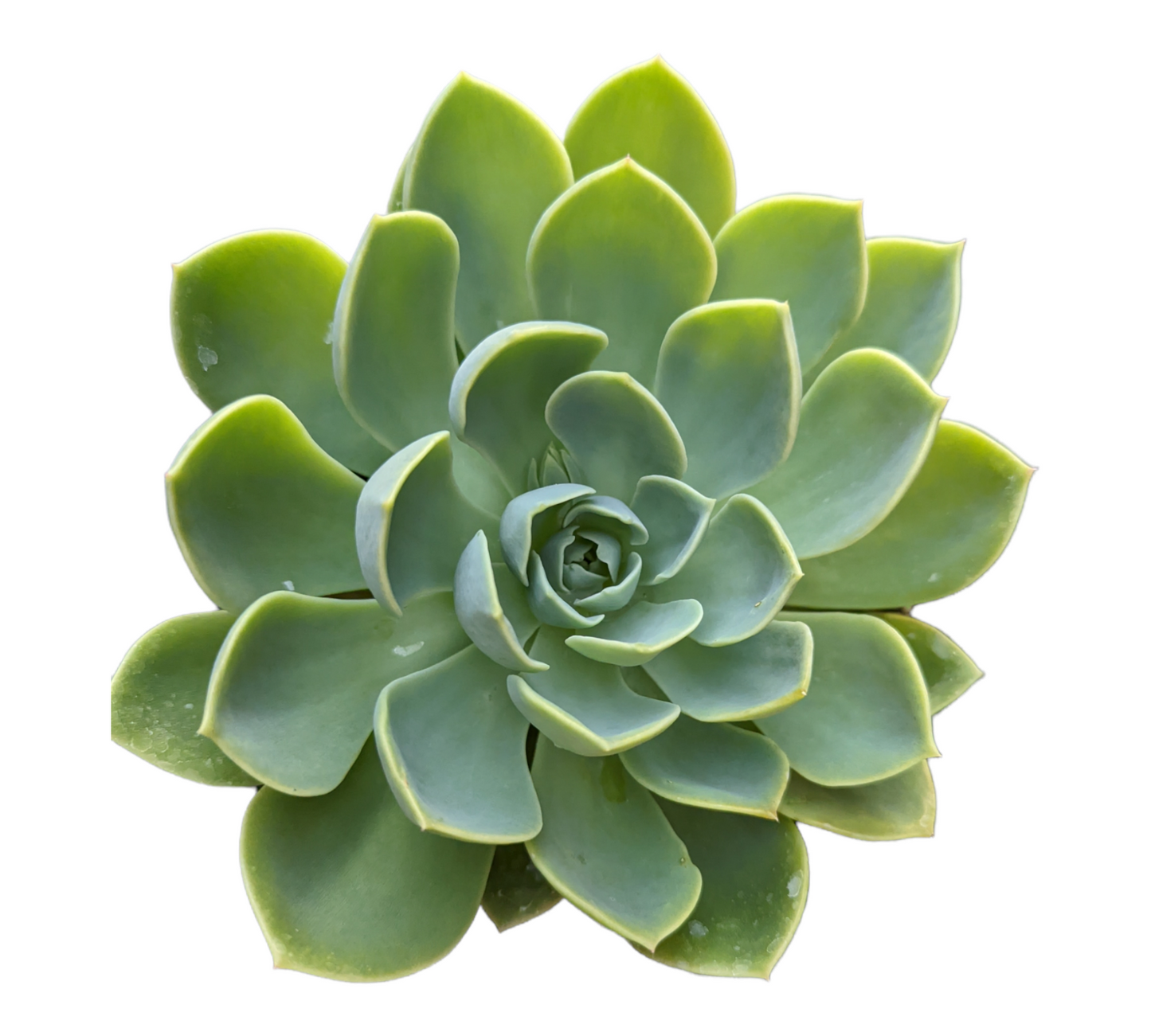 Echeveria 'Pansy'
