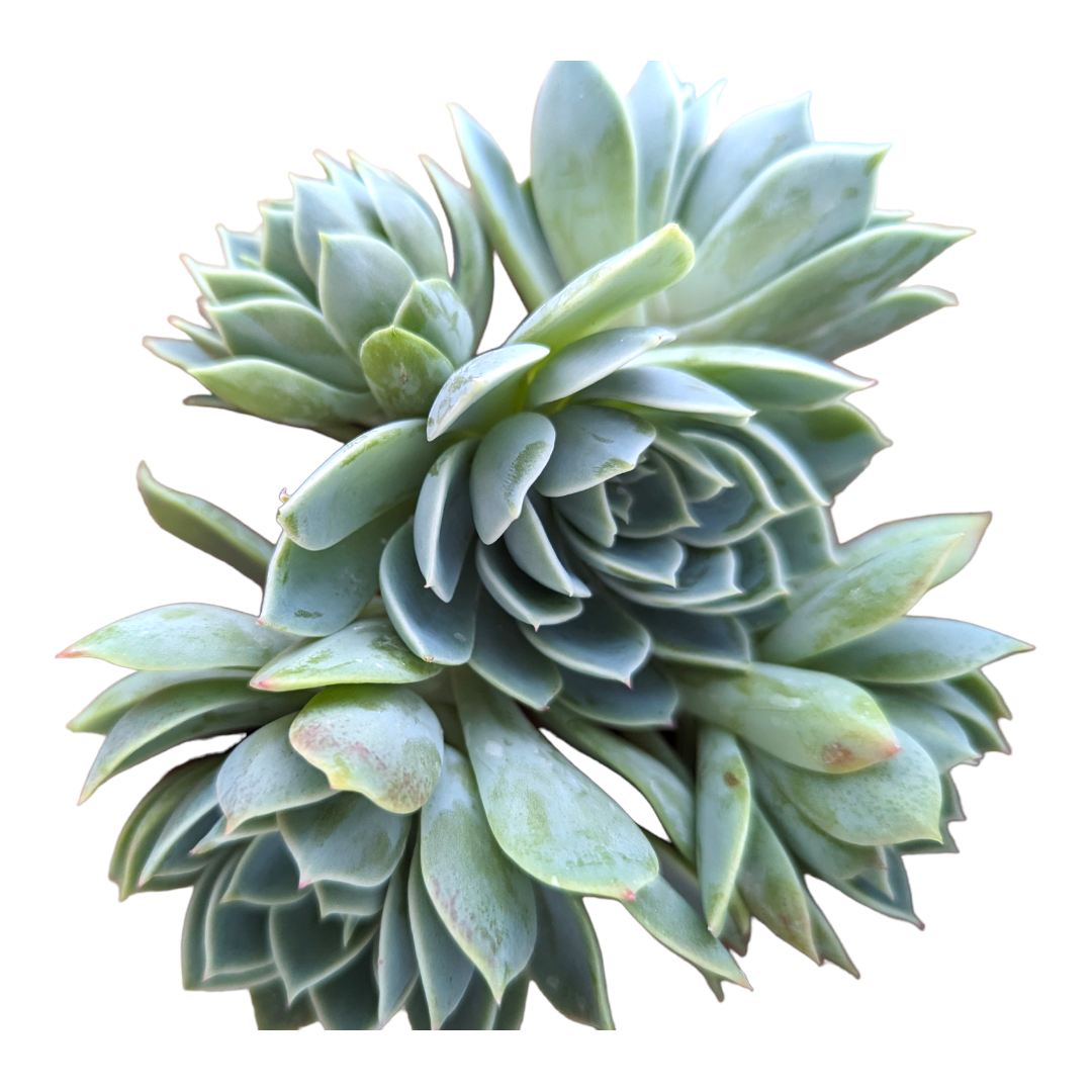 Echeveria 'Pansy'