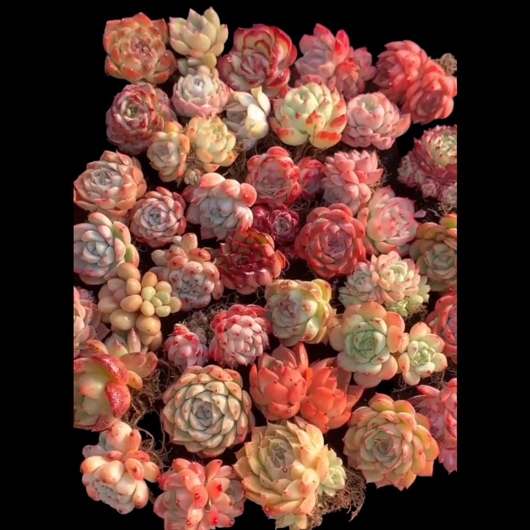 Korean Assorted Succulent Set