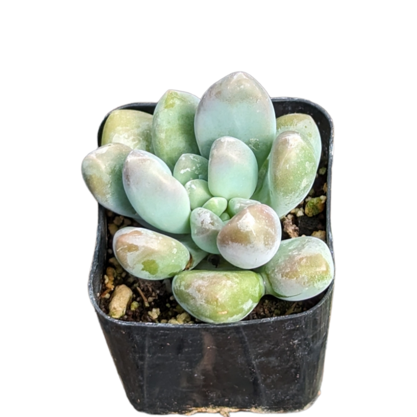 Pachyveria 'Clavifolia' Jeweled Crown