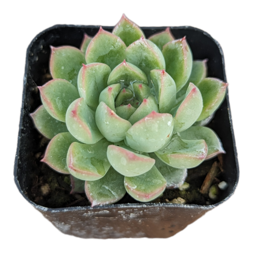Echeveria mebina