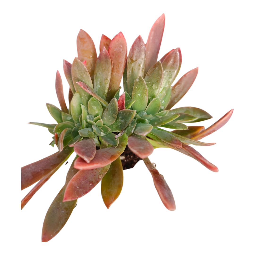 Graptoveria 'Fred Ives'