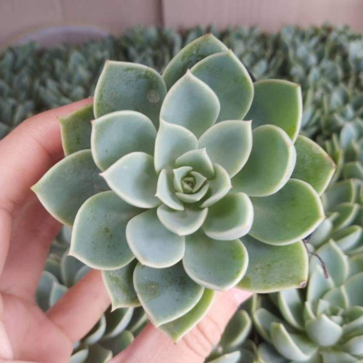 Echeveria 'Pansy'
