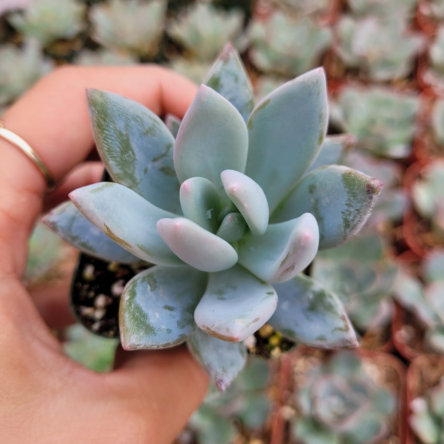 Pachyveria 'Powder Puff'