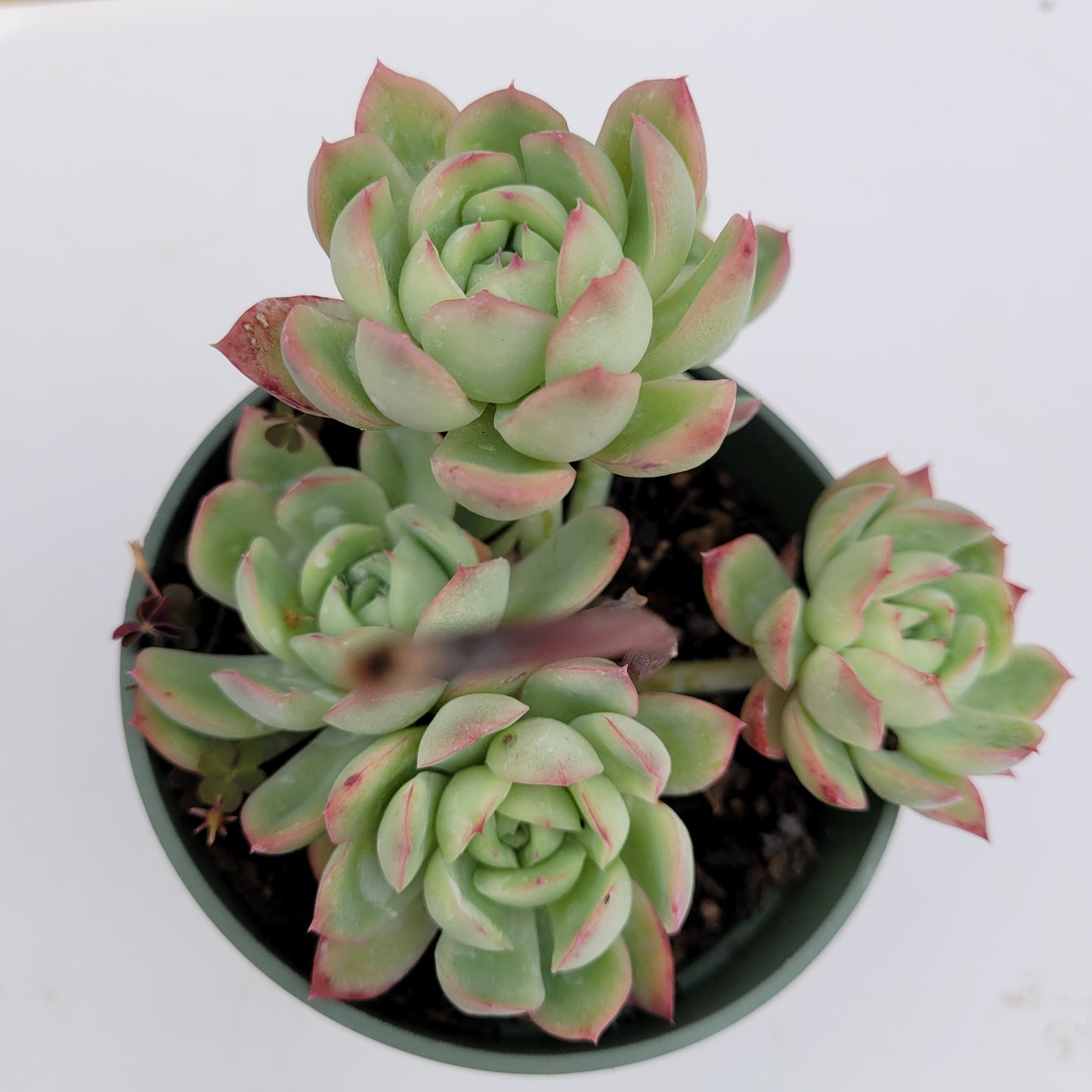 Echeveria Strawberry Ice
