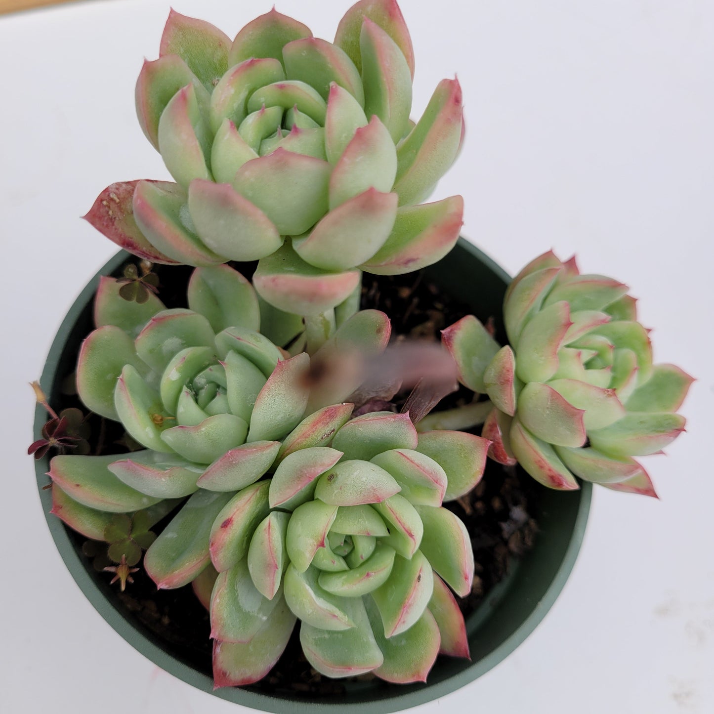 Echeveria Strawberry Ice