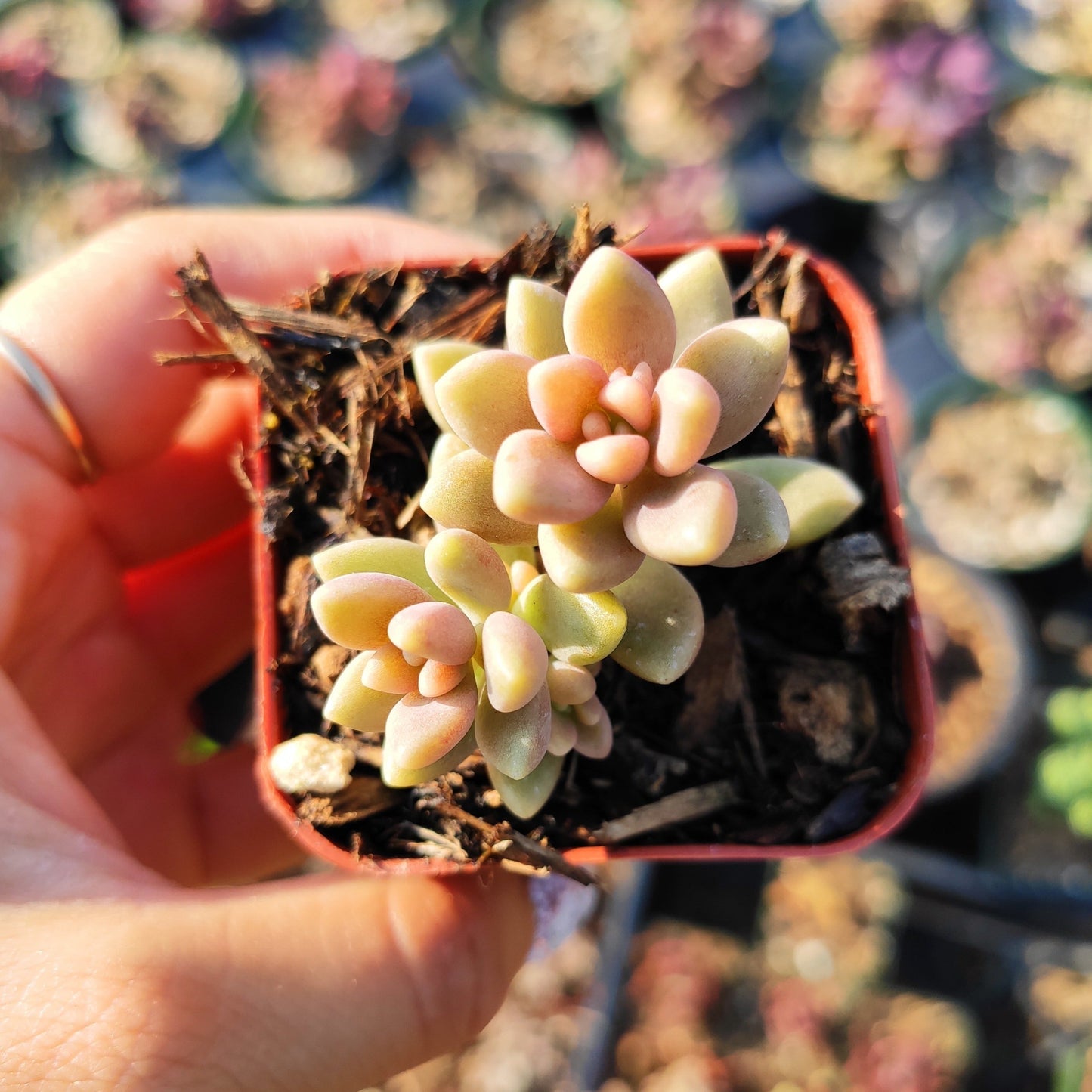Graptoveria 'Mirinae' Fragile