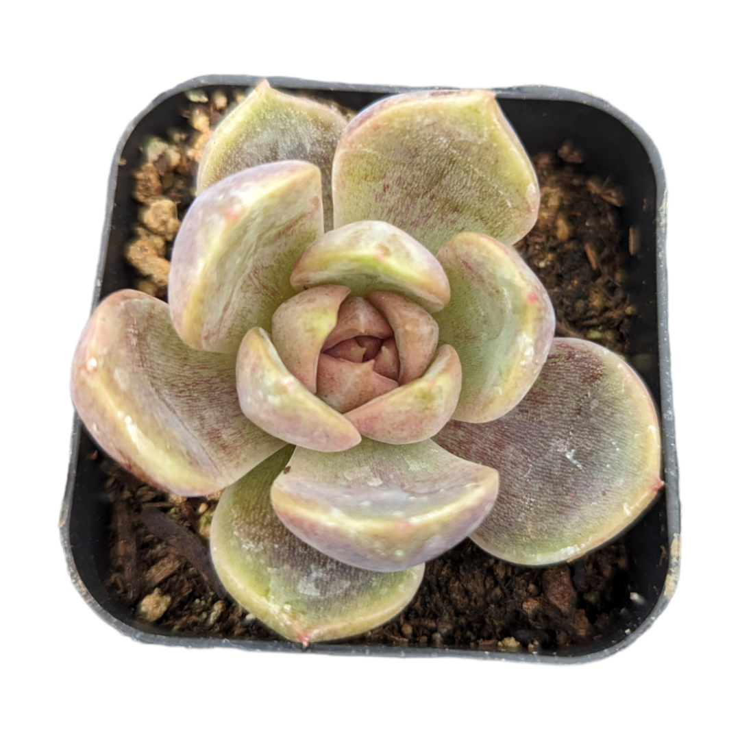 Echeveria Black Rose – Ferblook