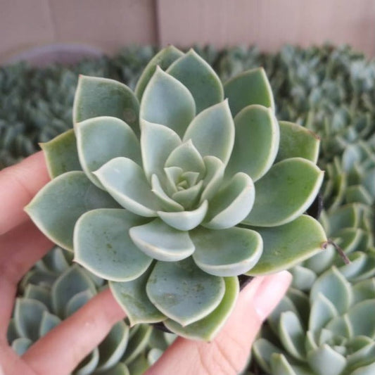 Echeveria 'Pansy'